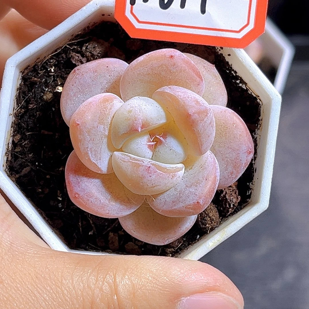 H614  牛奶糖满18包邮