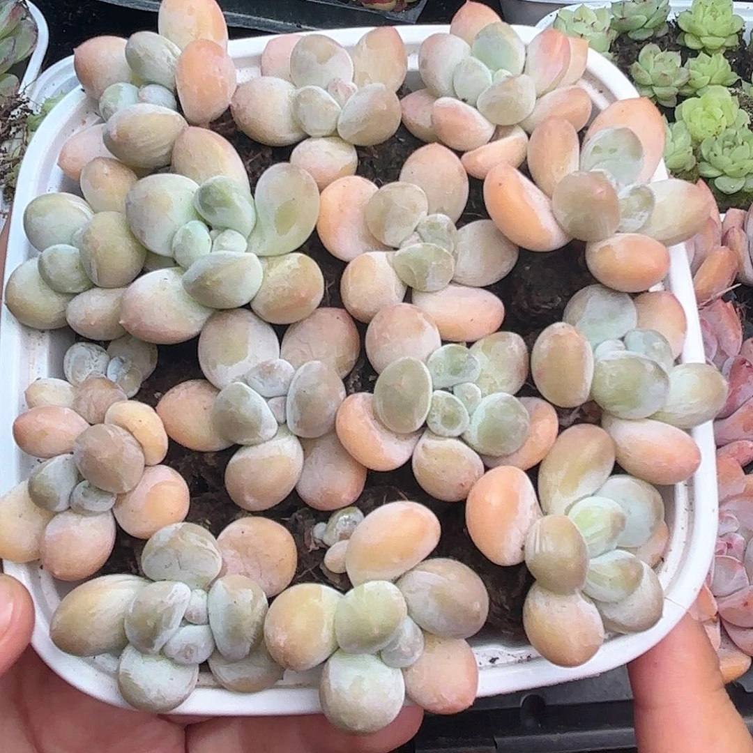 如图品质香玉15颗新疆西藏内蒙不发货