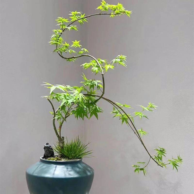 流泉枫盆栽苗室内绿植日本造型黄金流泉枫树网红客厅书房禅意植物