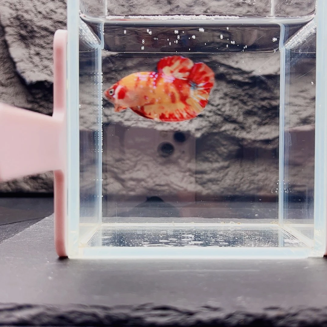 海水鱼宙斯斗鱼竞拍11-08