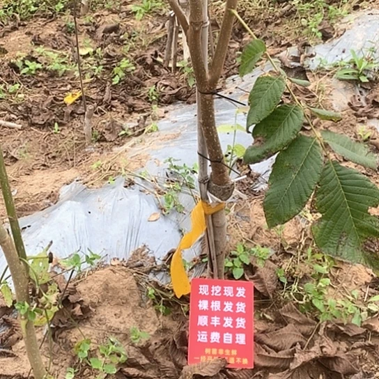 仙***哥吊坠文玩核桃文山铁锤各一颗
