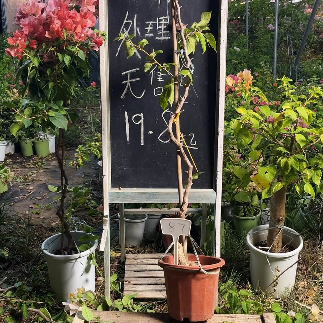 完全开放三角梅三角梅87