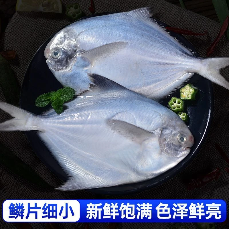 【京东顺丰冷链车发货】新鲜海捕银鲳鱼 刺少肉嫩 6条/斤