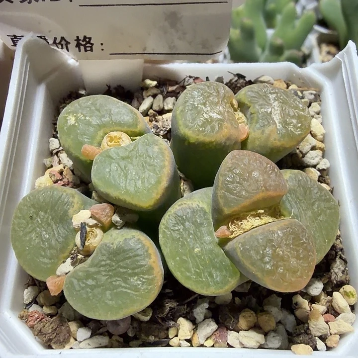 130。多肉植物的生长发育