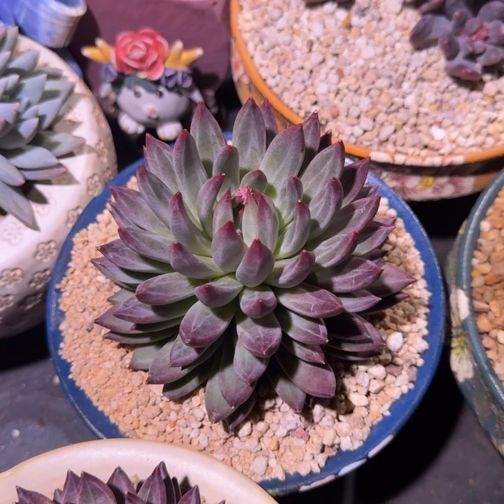 紫镜 单头  一物一拍