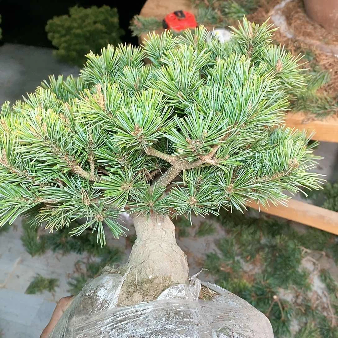 【闪购商品】无花朵