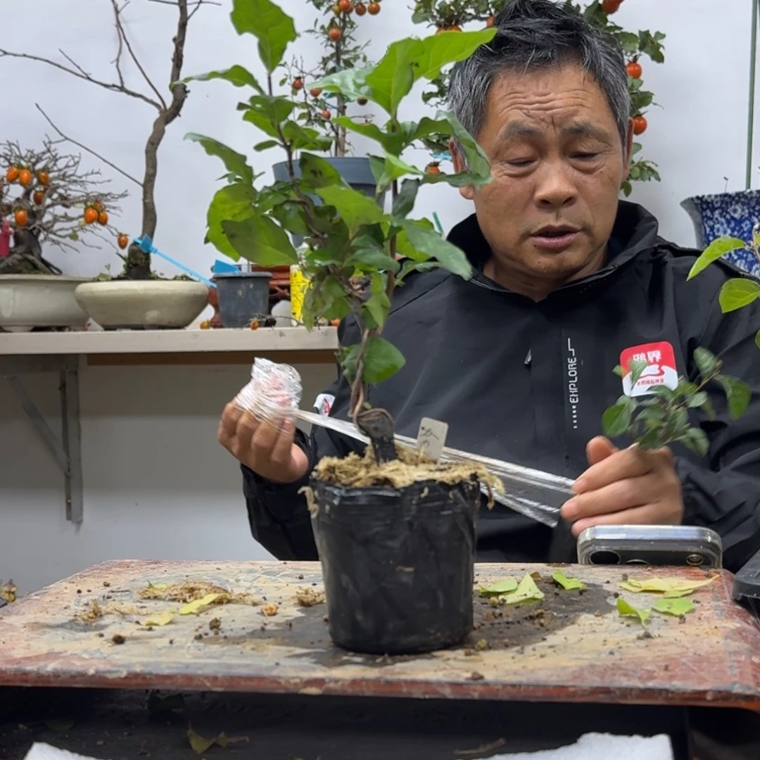 建***无花朵197顺丰到付不包邮