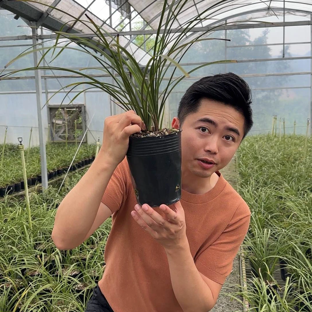 当前无花栽培后可以开花蕙兰长兴老上海五苗及以上