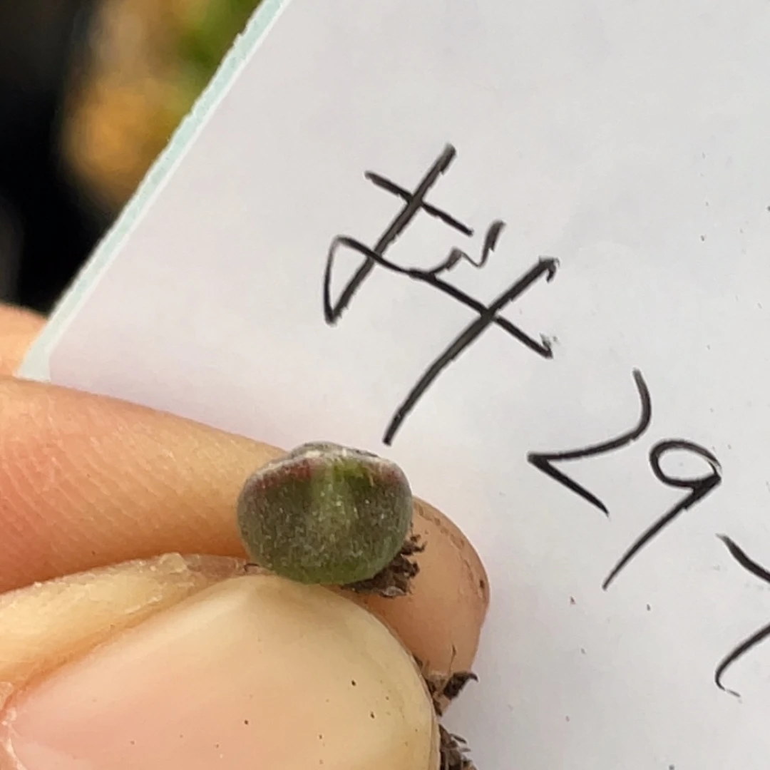 29-165空蝉小苗多肉植物