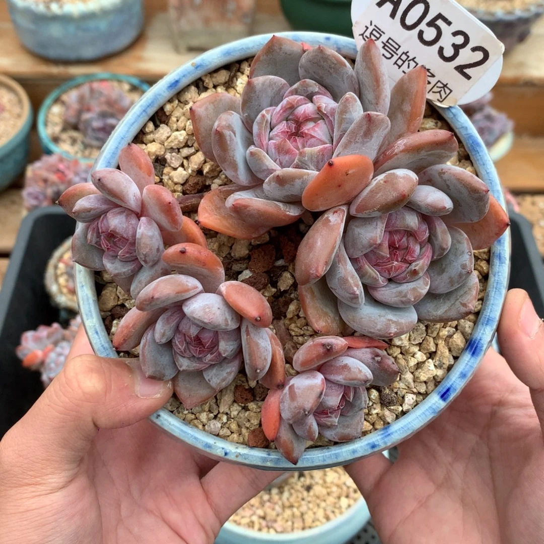 A0532 星影飘枝 有砍 12cm