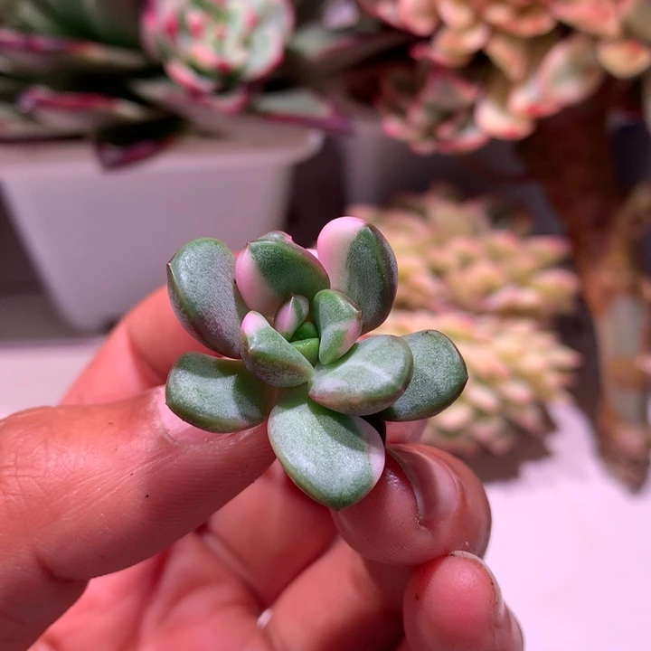 葡萄拉丝锦锦有小节杆子