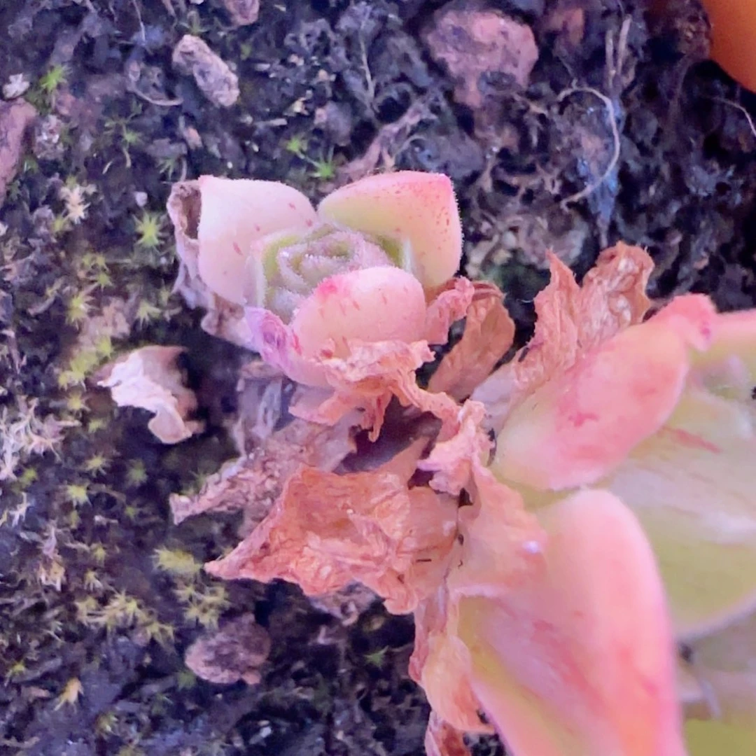 ｜***｜半城玫瑰晶钻小甜心侧芽分期22