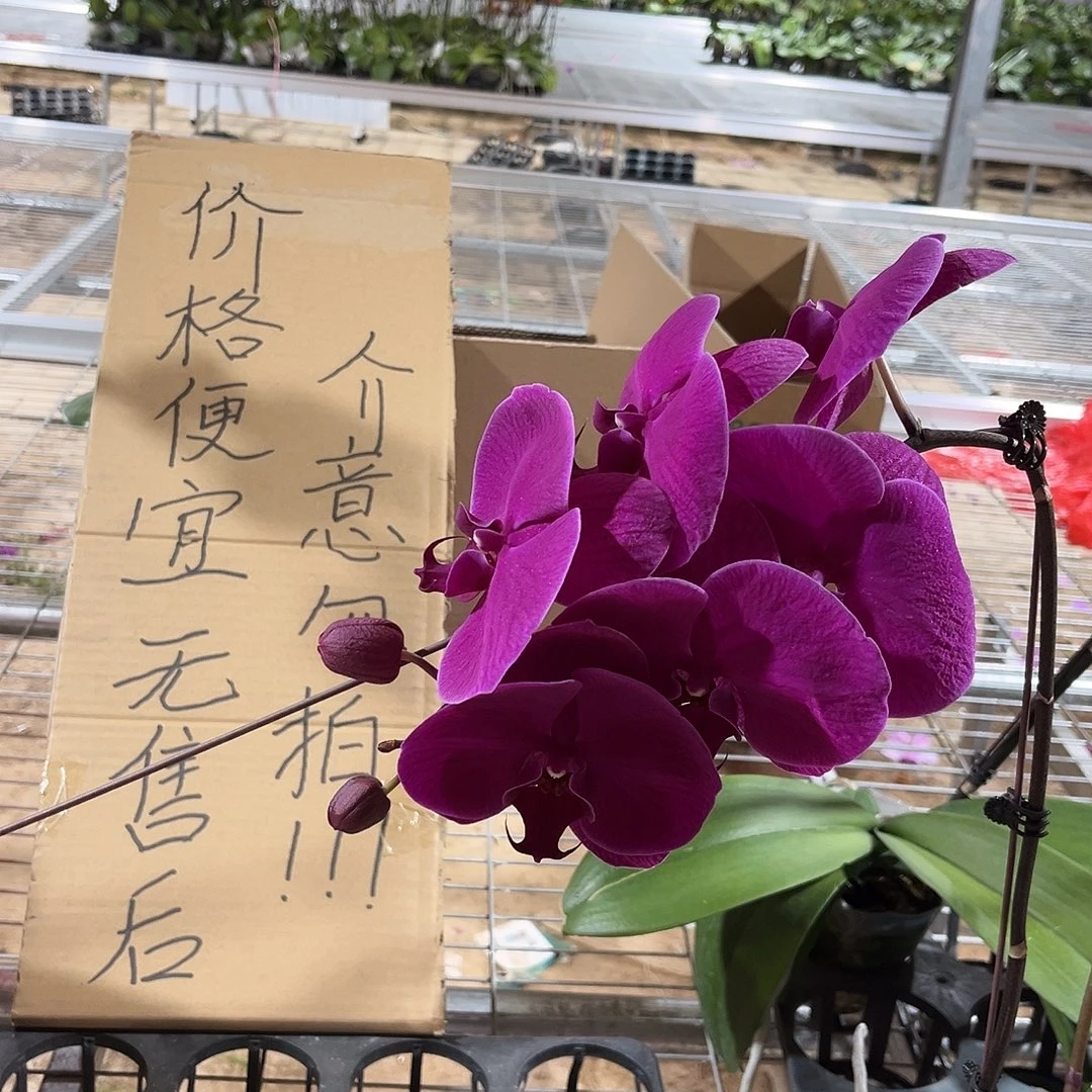 完***图完全开放蝴蝶兰 1个 不售后