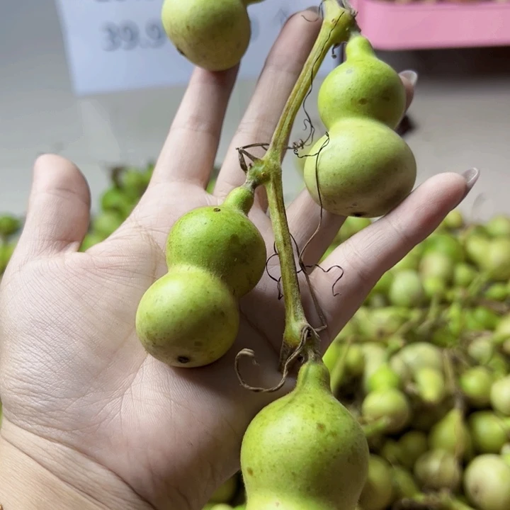 葫芦中国大陆H**a
