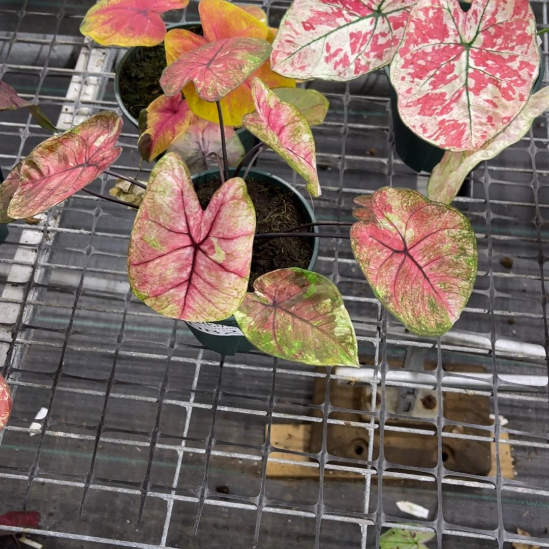 亮***依无花朵            082泰海不包售后