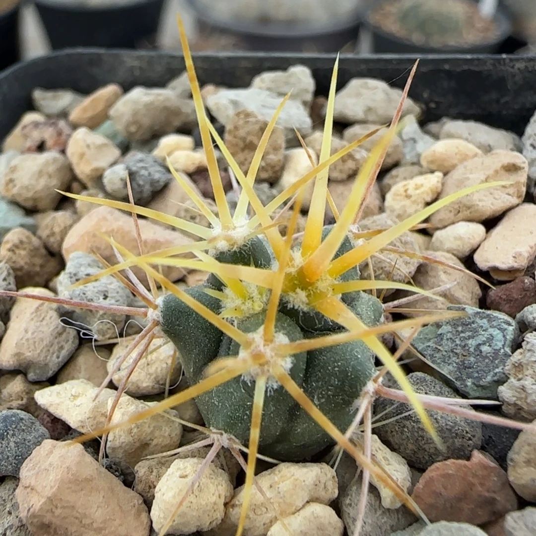 031实生金冠龙多肉1.5