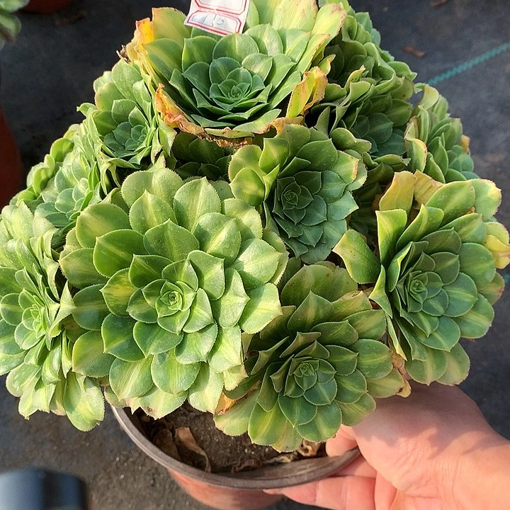 130翡翠琉璃多肉植物