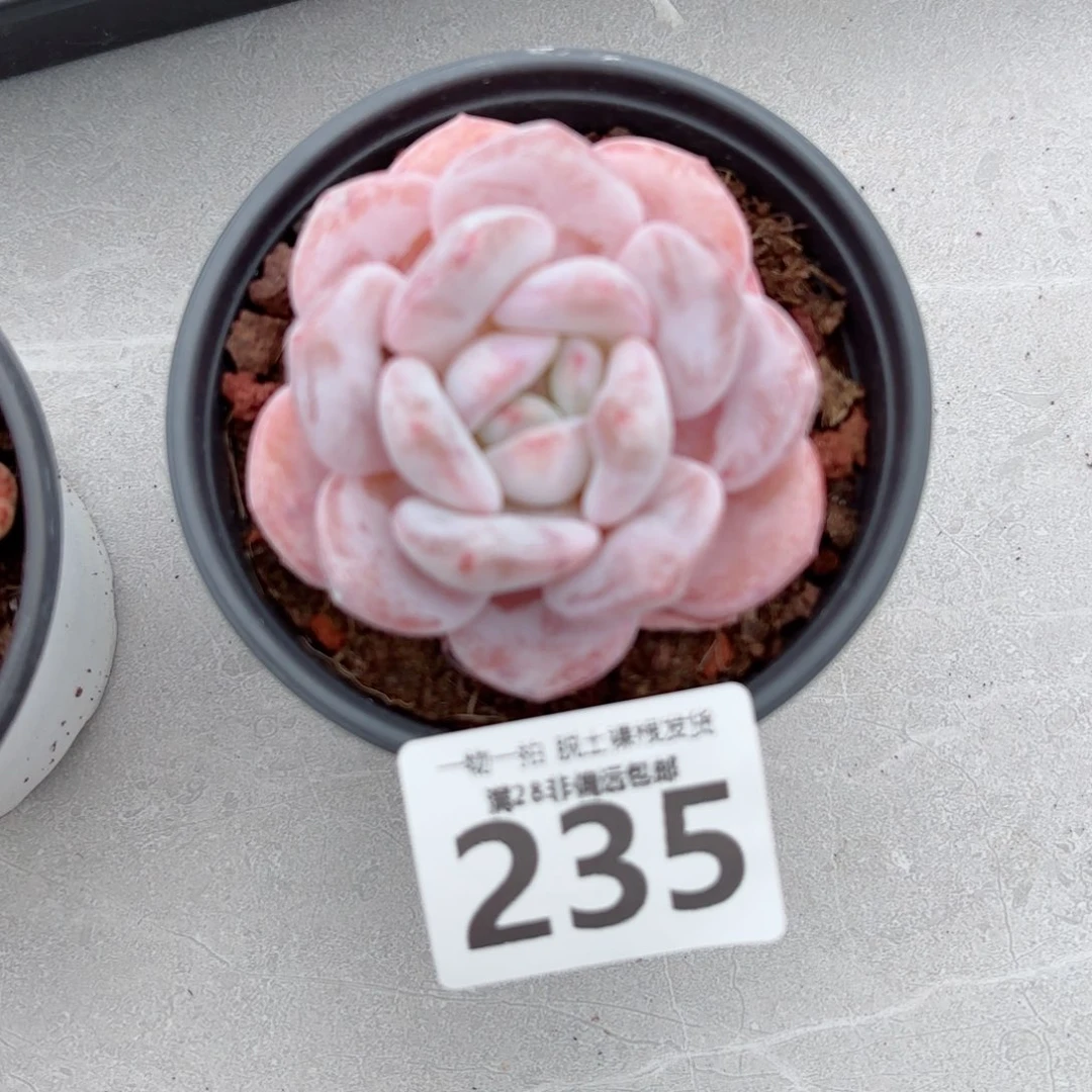 胖雪橙单头无盆土发货