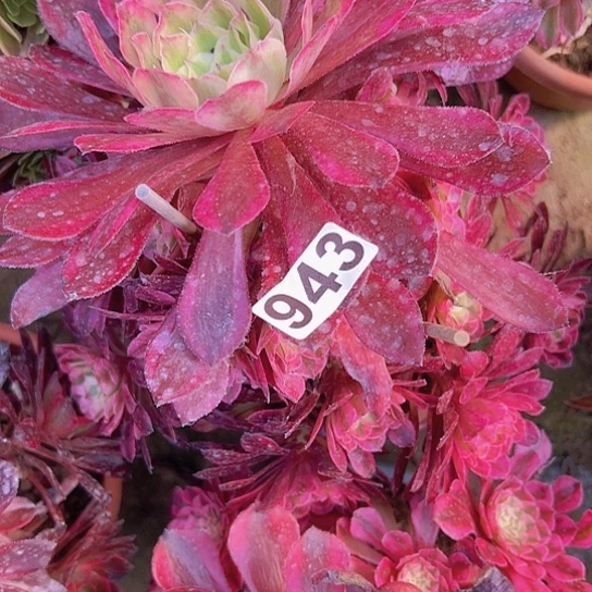 小*多肉植物一个
