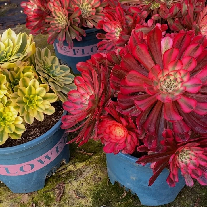 金丝翡翠加红彤白一组