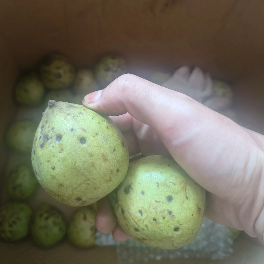 大门口 竹叶 无药麒麟纹官帽