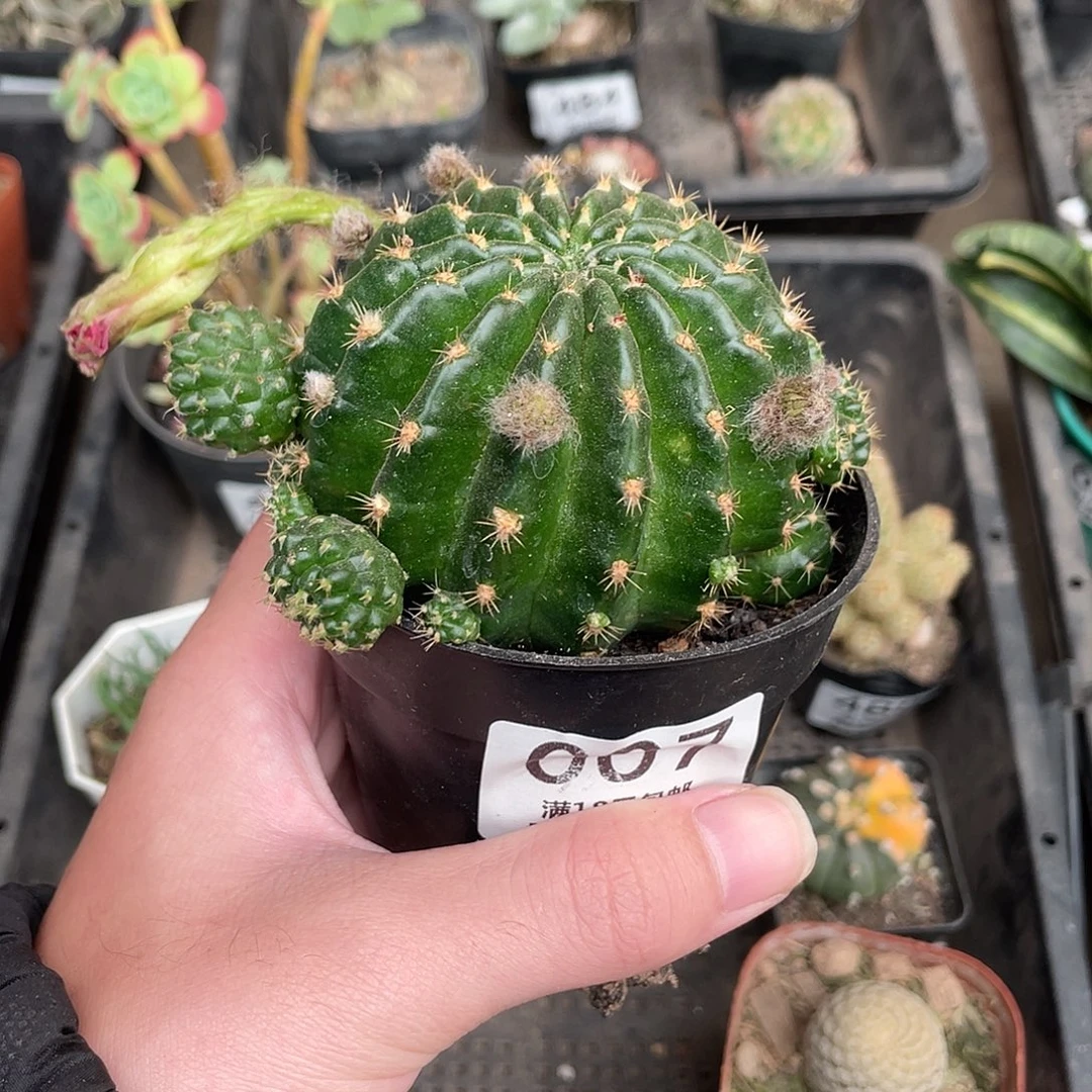 007绯花玉（满18包邮）