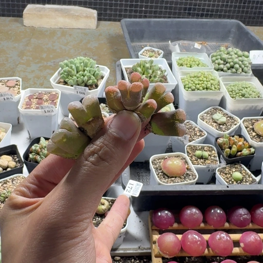 ？****了17。三颗风铃。好看