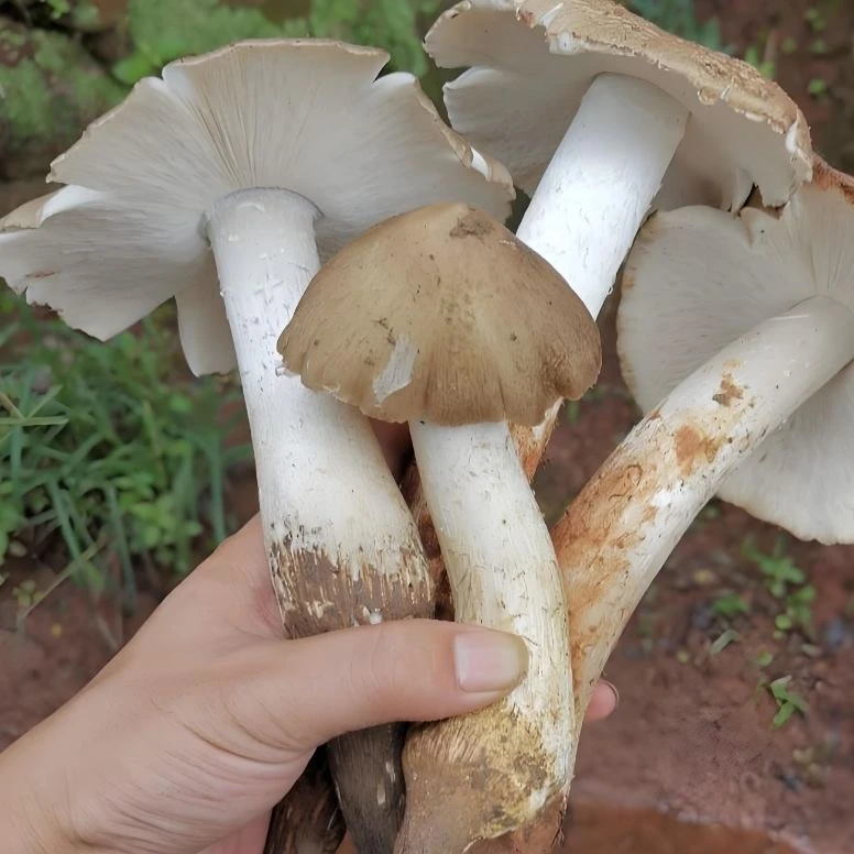 开盘斗鸡公/ 顺丰空运  净含量  500g