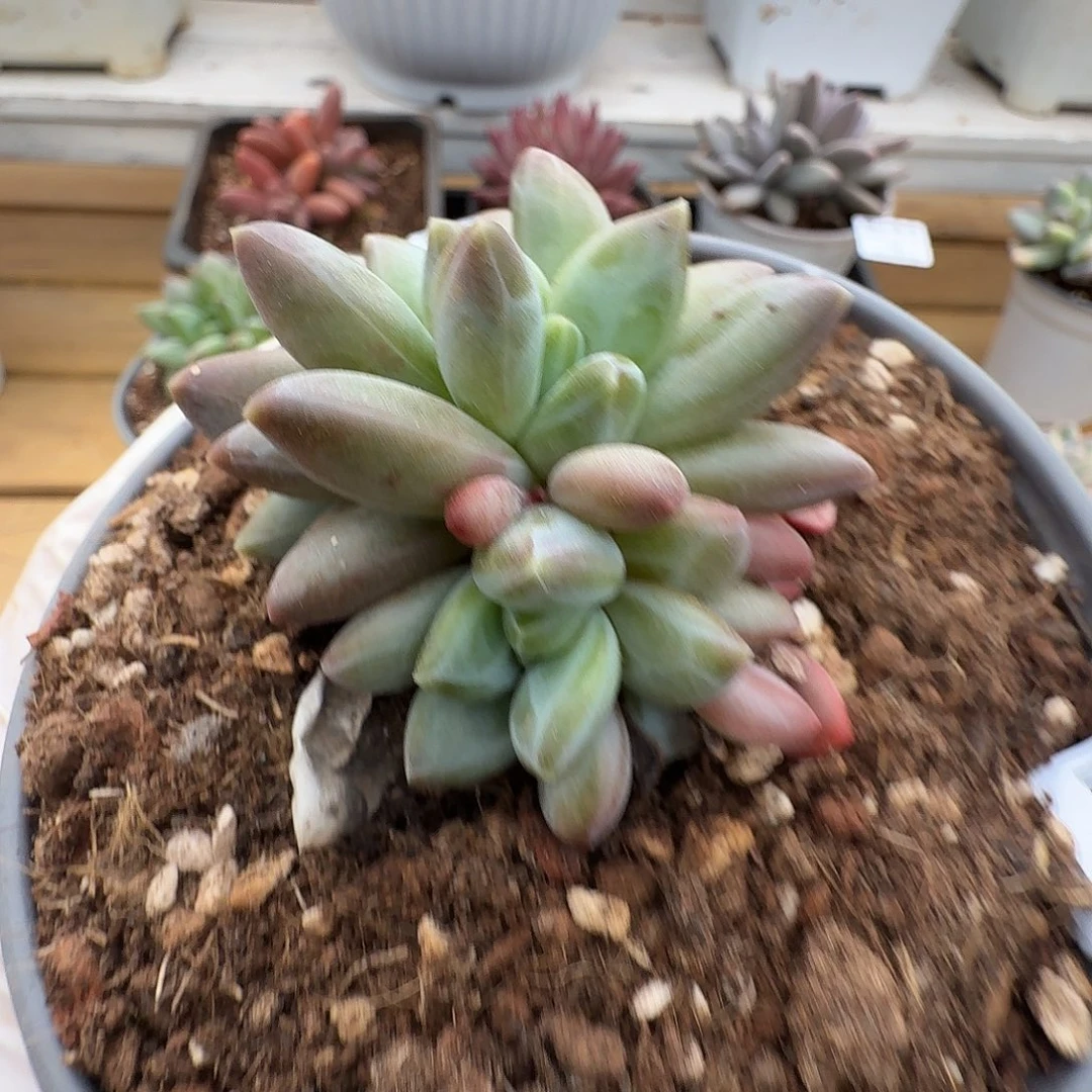 五头雪戴利111223-73