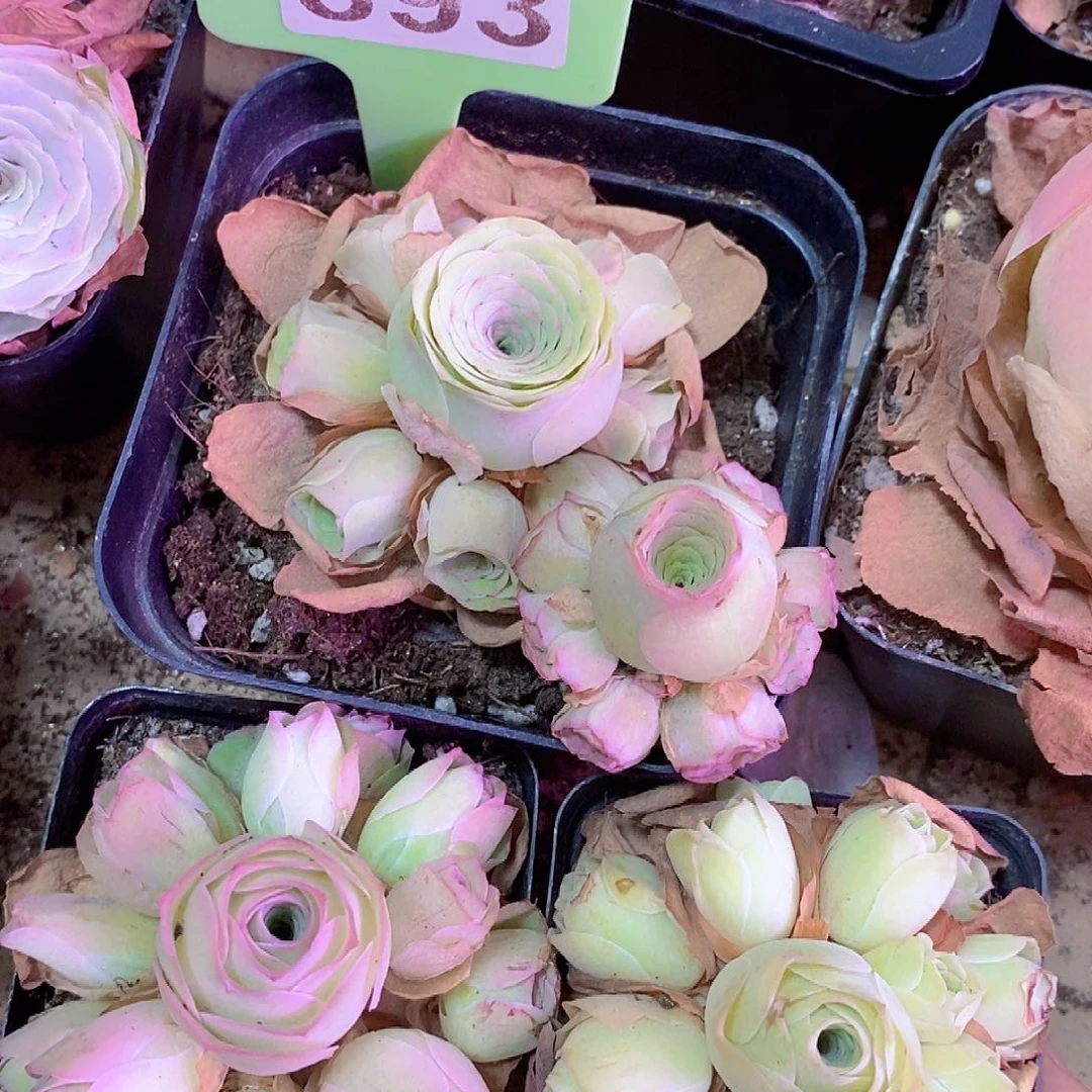 山地玫瑰一物一拍893spxy