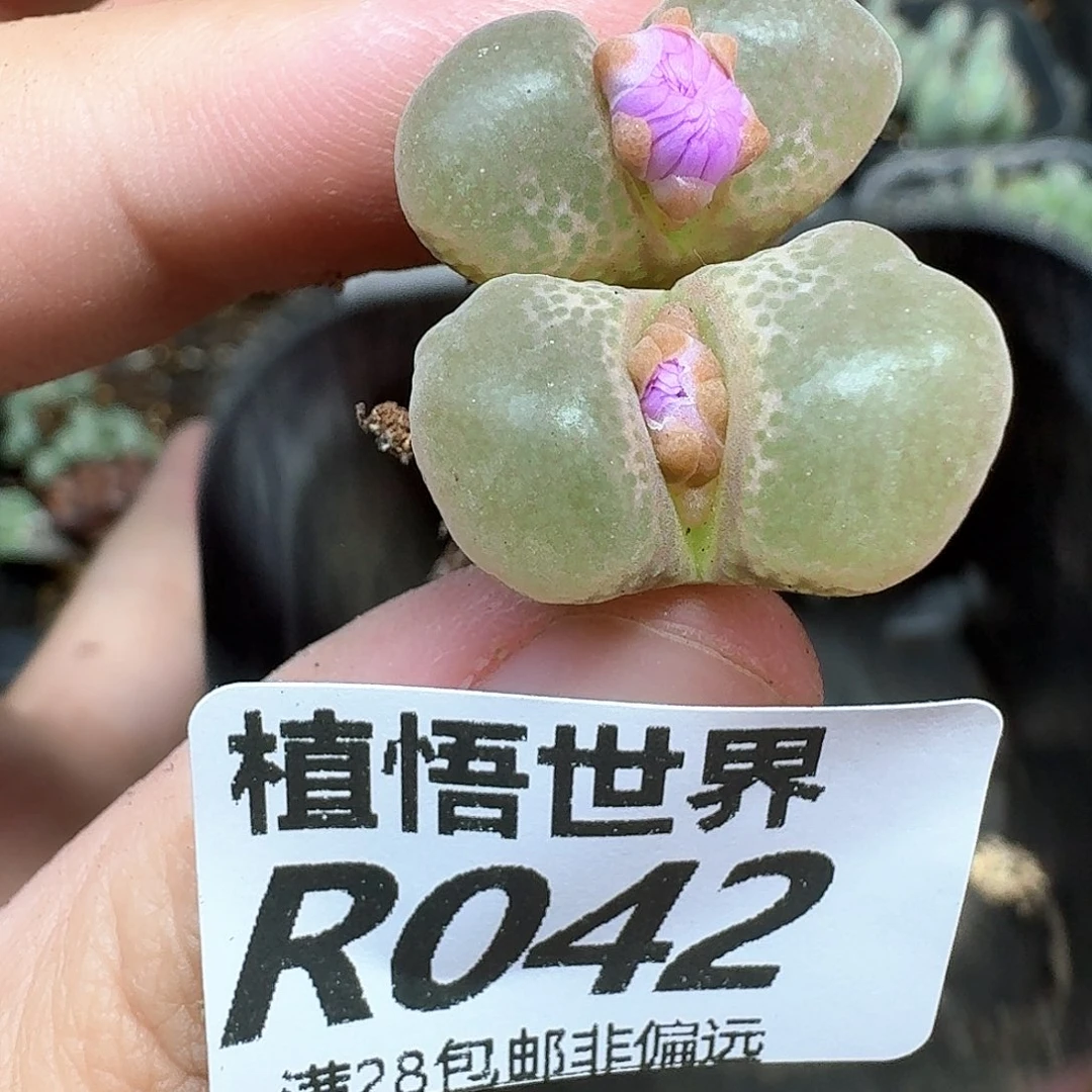 的植物的润泽法gh