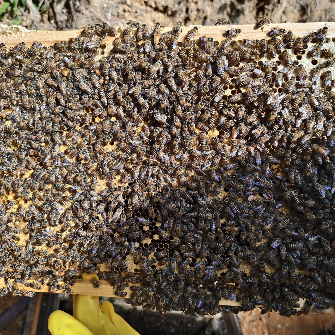 中蜂木笼箱 无箱 无王 合群强群