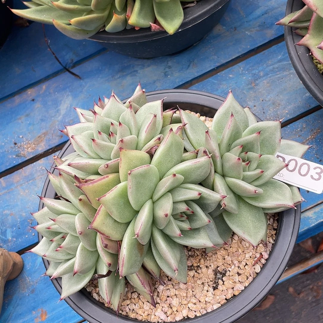 若如东云单拍D003