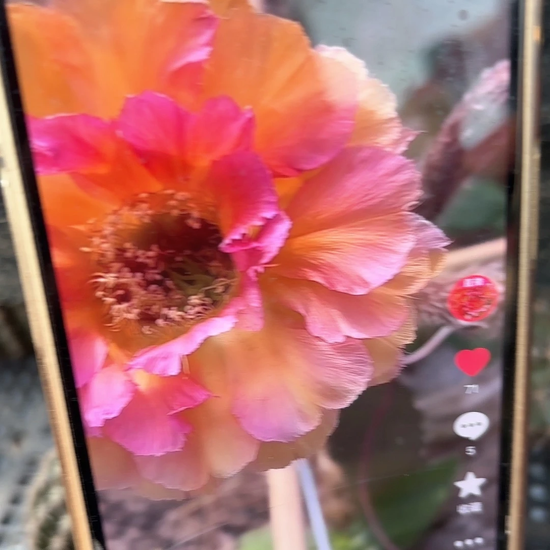 桃花眼彩仙人球20包邮3