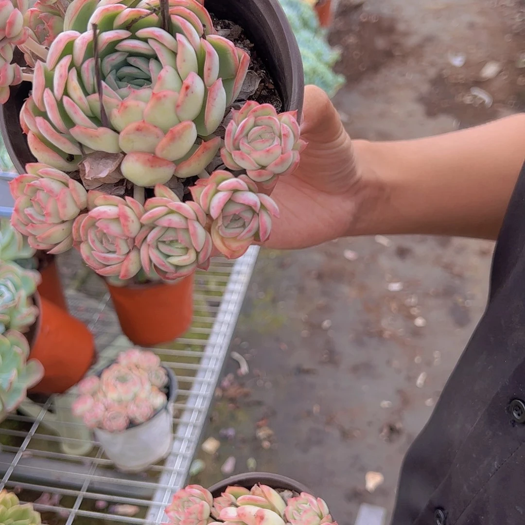 草莓冰 单头带多籽