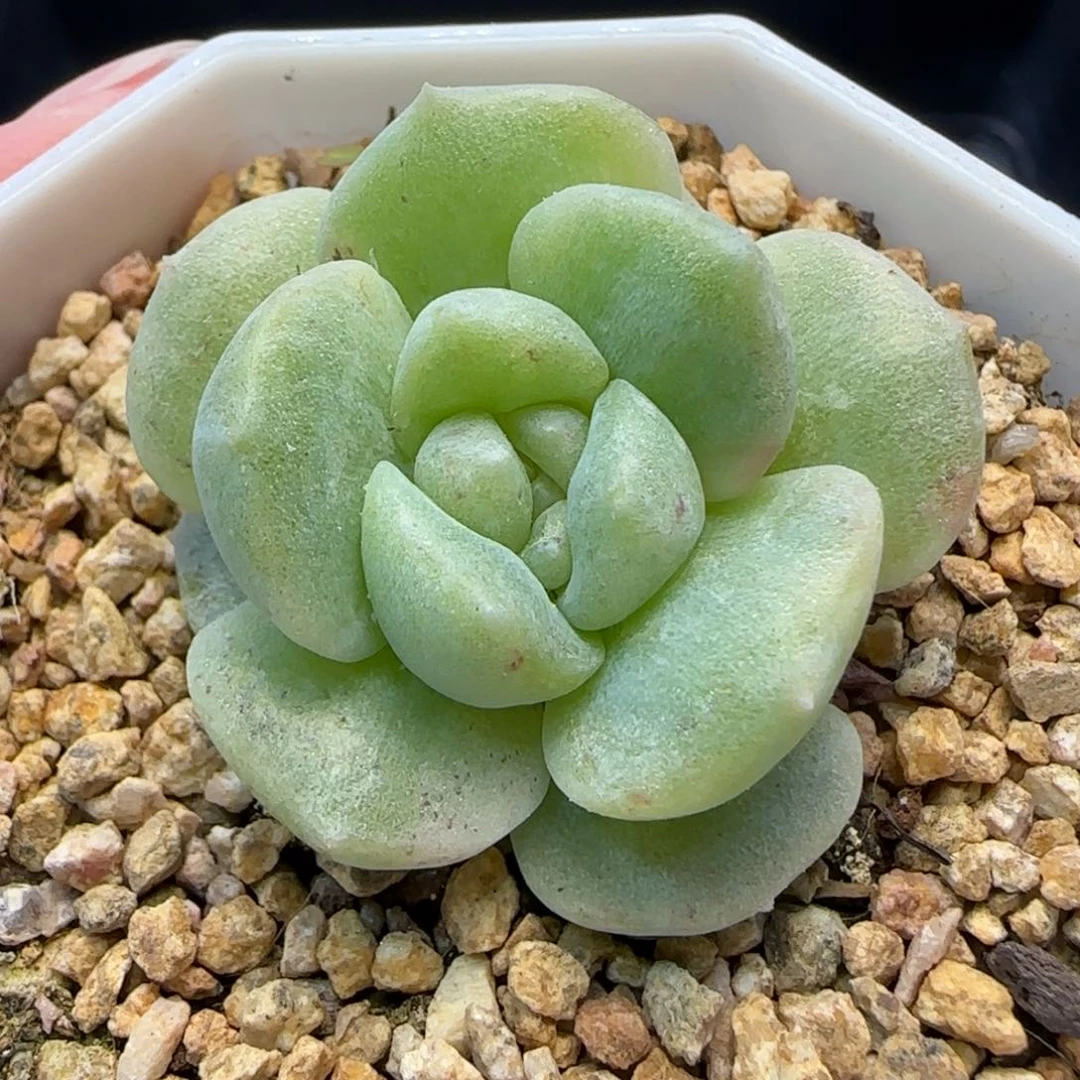 鱼*【满39包邮非偏远】058