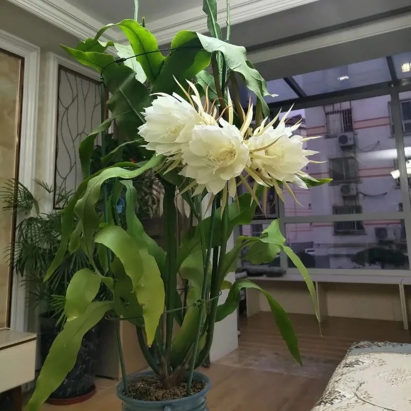 大叶昙花美观趣味盆栽月下美人室内花卉绿植卧室阳台原盆原土发货