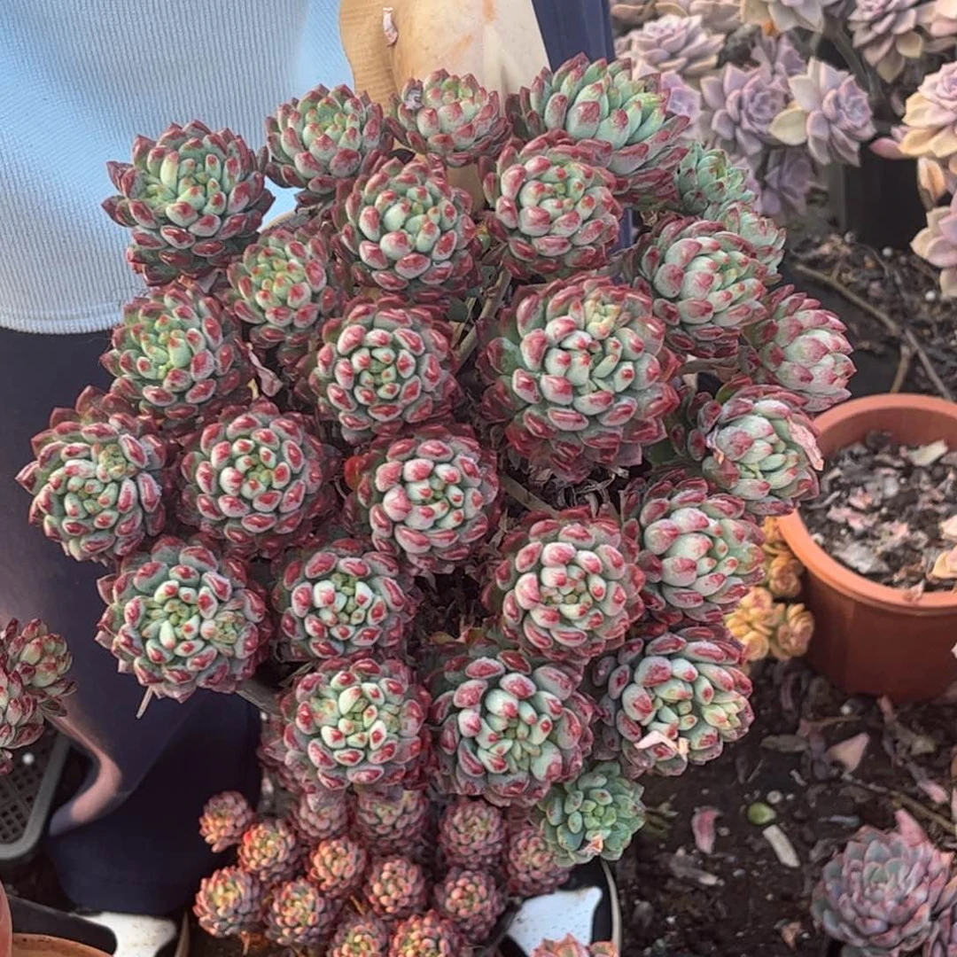 蓝苹果15.88一单包邮