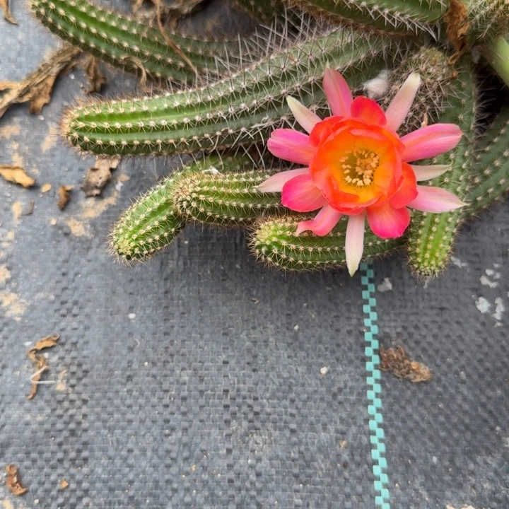 白檀仙人掌301侧芽一个