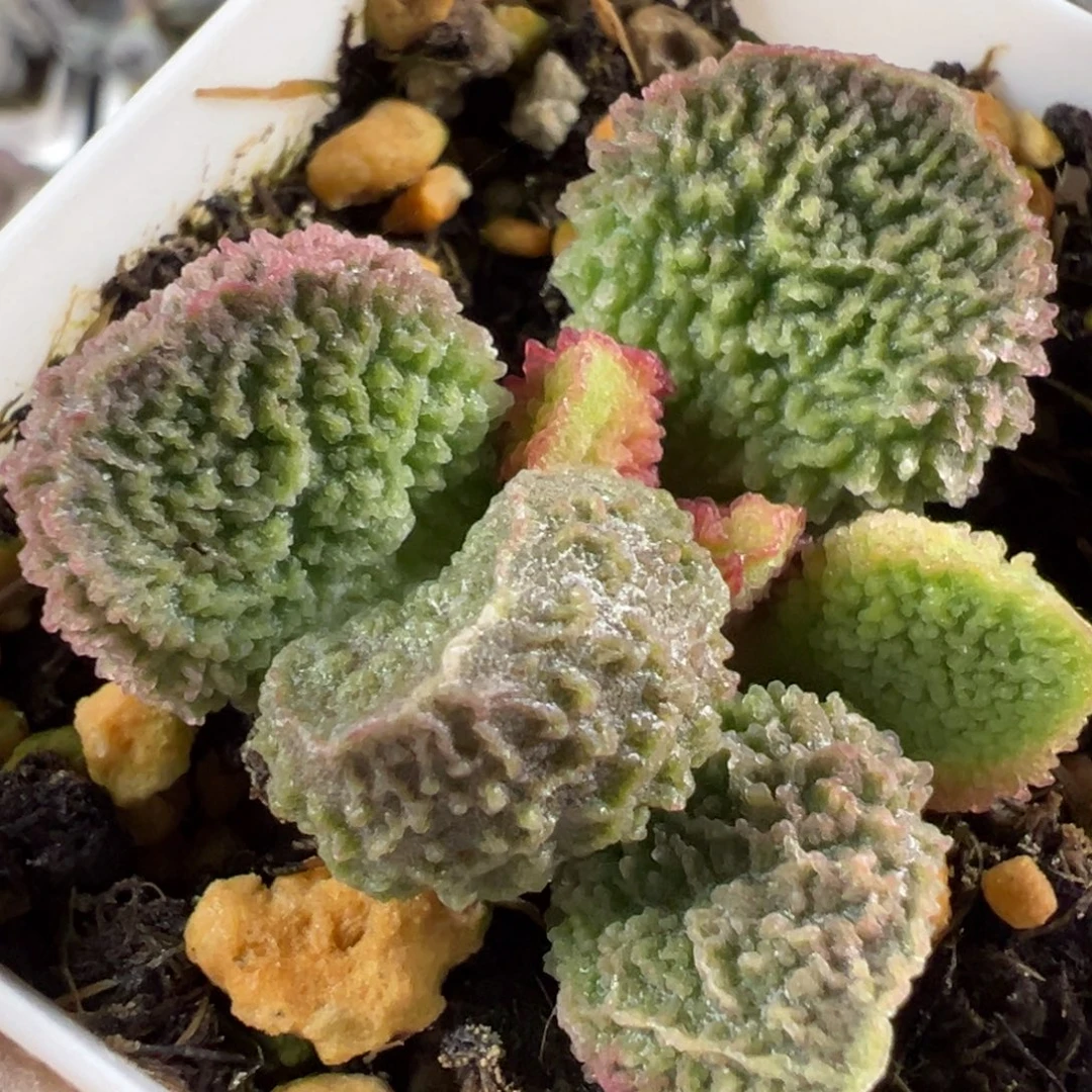 实生新品多肉植物水泡实生新品