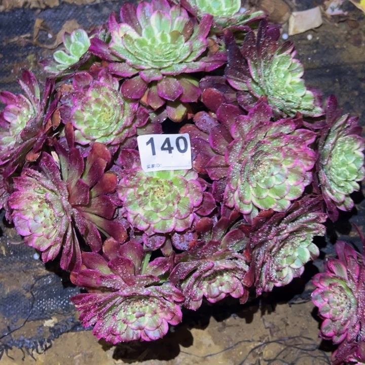 英*水墨画多肉植物140