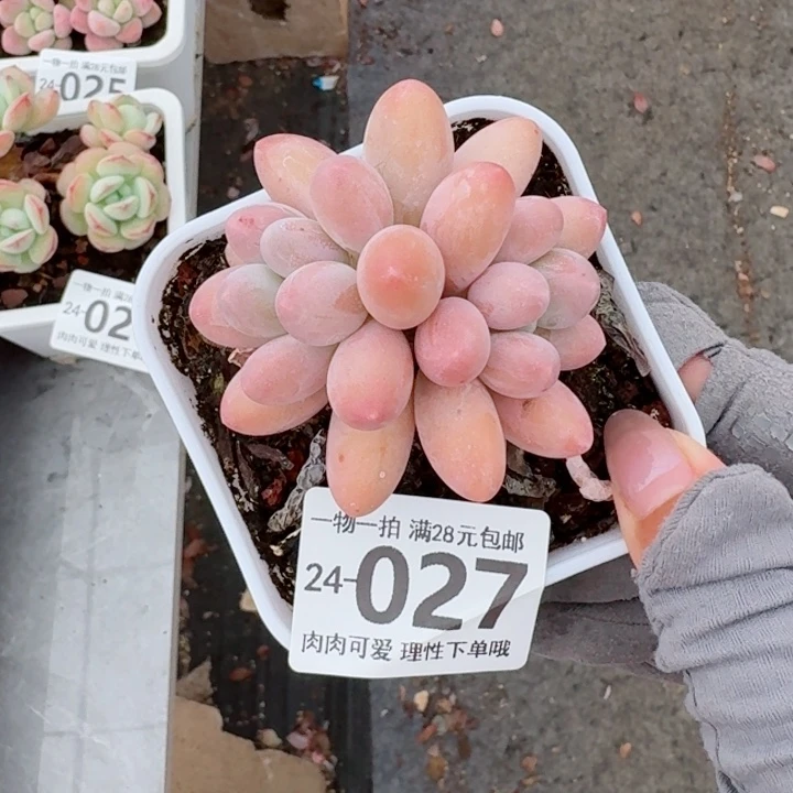 汤圆无盆土发货无