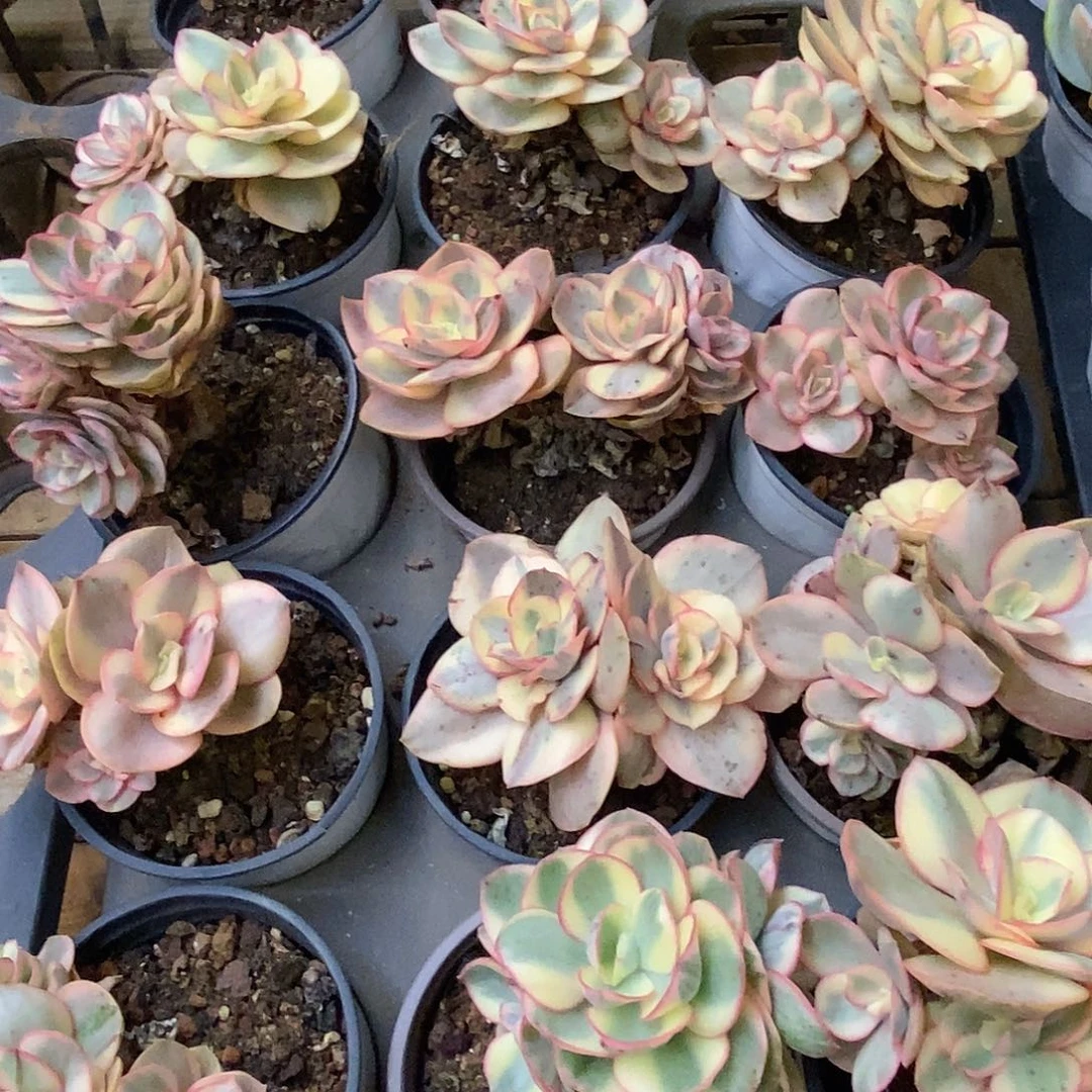 金汇园艺，团秀妍锦双头起