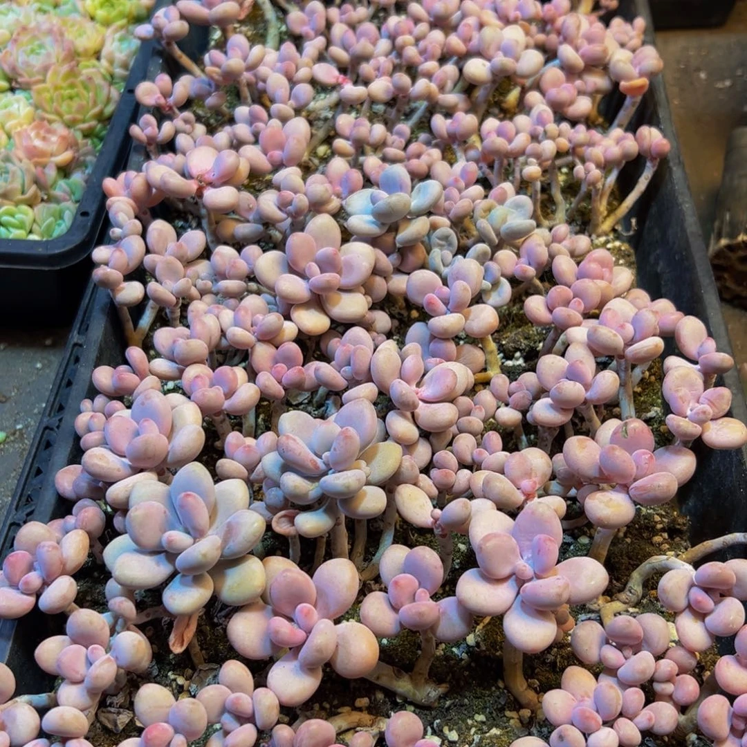 448多肉的小龙虾和小