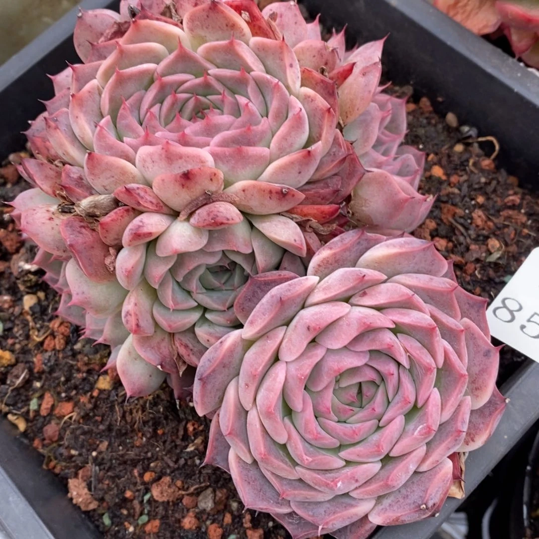 8553杂交精品多肉老桩