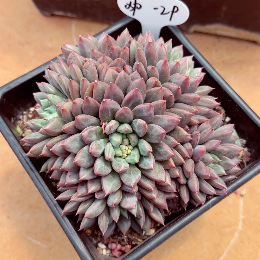 咿***?0510-29如烟