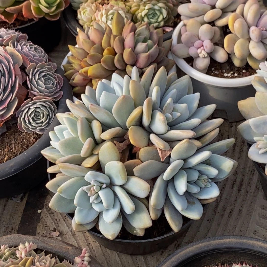 半**年48包邮一物一拍多肉植物