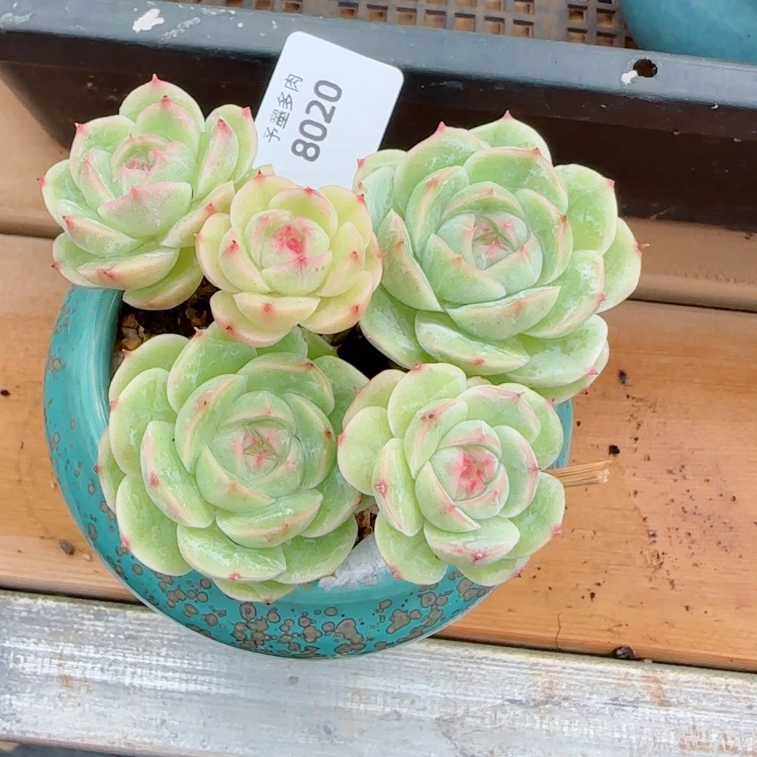 长杆白芷珍妮，8020多肉植物