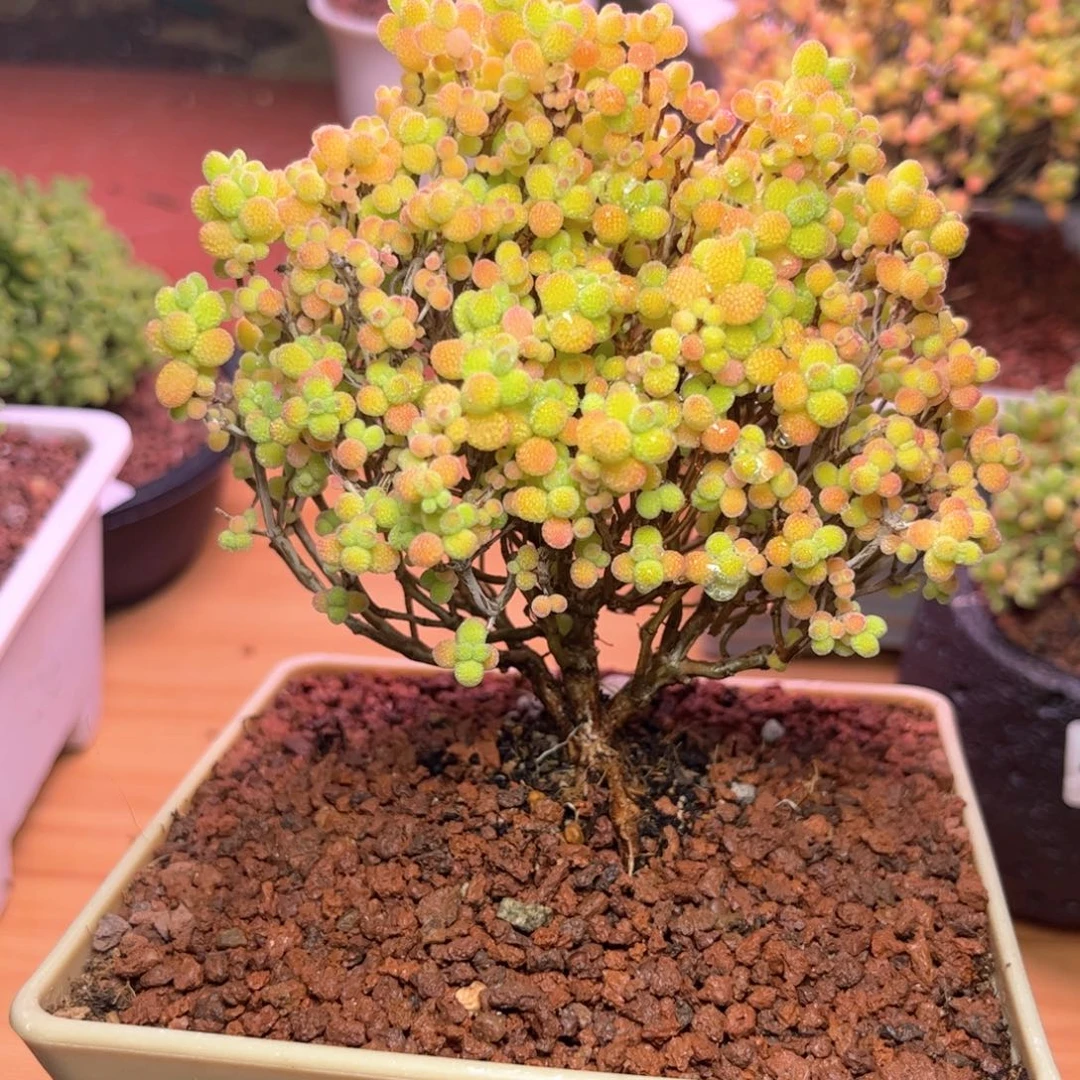 432大老桩金桔可爱多肉植物