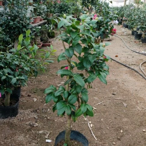 大部分花苞少量开放乌马克嫁接